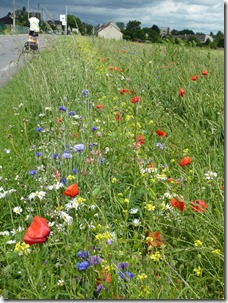 Blooming flowers along French roadside