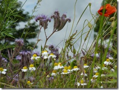 Variety of flowers lining the roads