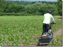 Steve big decision to cross the corn field