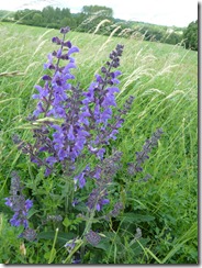 Wildflowers by roadside