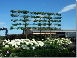 Trees trained on bamboo frames for wind breaks