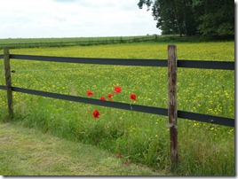 Fields of flowers