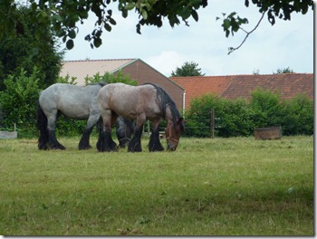 Horse country