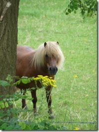 Curious miniture horse