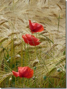 Poppie lined wheat fields