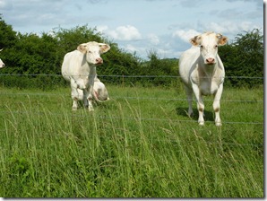 Curious cows