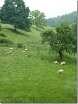 Sheep in the field near Signy L'Abbaye