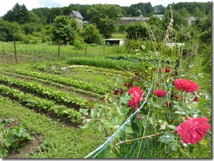 Typical private gardens next to river