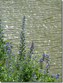 Wildflowers on the Meuse