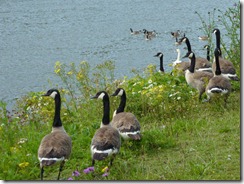 Morning duck chants