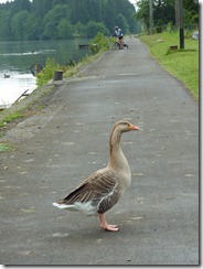 Geese on the bike route