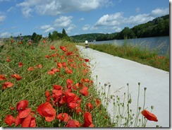 More poppies along bike route