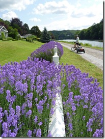 Lavender along a fenced yard