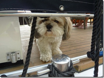 Friendly watch dog on barge