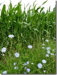 Flowers in the corn field