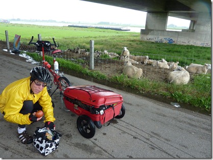 Steve taking a break under the bridge with the sheep