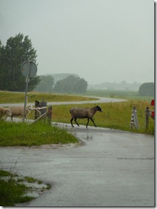 Sheep crossing dyke