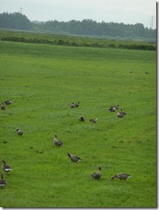 Ducks in the fields