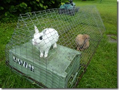 Pet rabbits in the gypsy camp