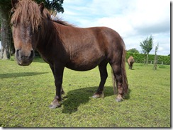 Miniture horses in the gypsy camp