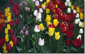 Tulips of Holland