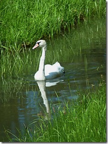 Swans on small canals